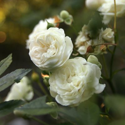 Mrs Rosalia Kereszteny